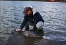 Investigation into cod fish