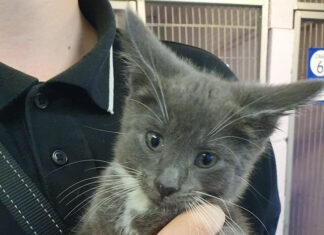 Pawsome Pals: Feline Friends in Need