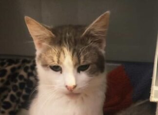 Pawsome Pals: Feline Friends in Need