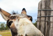 Can you ass-ist in donkey search?