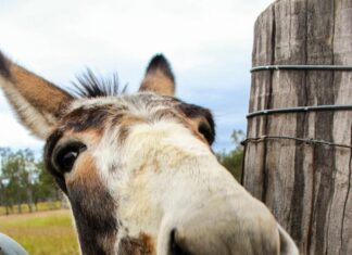 Can you ass-ist in donkey search?