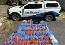 Illegal fishing warning after lobsters seized
