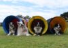 Dogs gear up to show skills