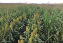 Project to help South Australian grain producers navigate ISCC requirements