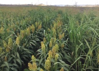 Project to help South Australian grain producers navigate ISCC requirements