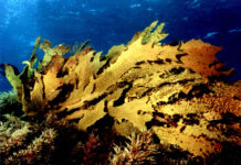 Sea urchins on the screen