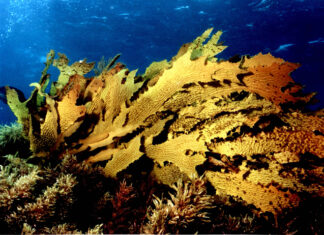 Sea urchins on the screen