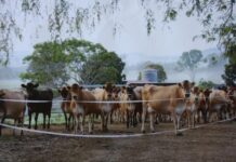 Trade agreement lets farmers down