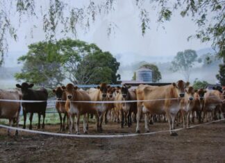 Trade agreement lets farmers down