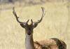 Feral deer under fire