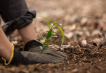 Sow the seeds of growth