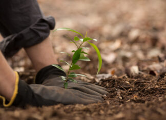 Sow the seeds of growth