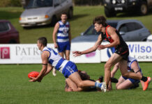 Bulldogs too strong for Cats