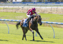 Mount Gambier Cup on the radar